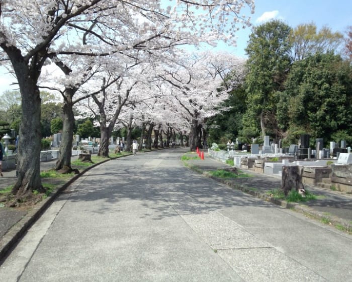 桜並木がとても綺麗で、桜の季節はお花見の人で賑わいます
